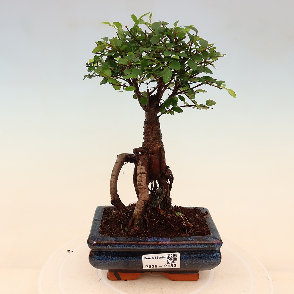 Pokój bonsai - Ulmus parvifolia - Wiąz drobnolistny