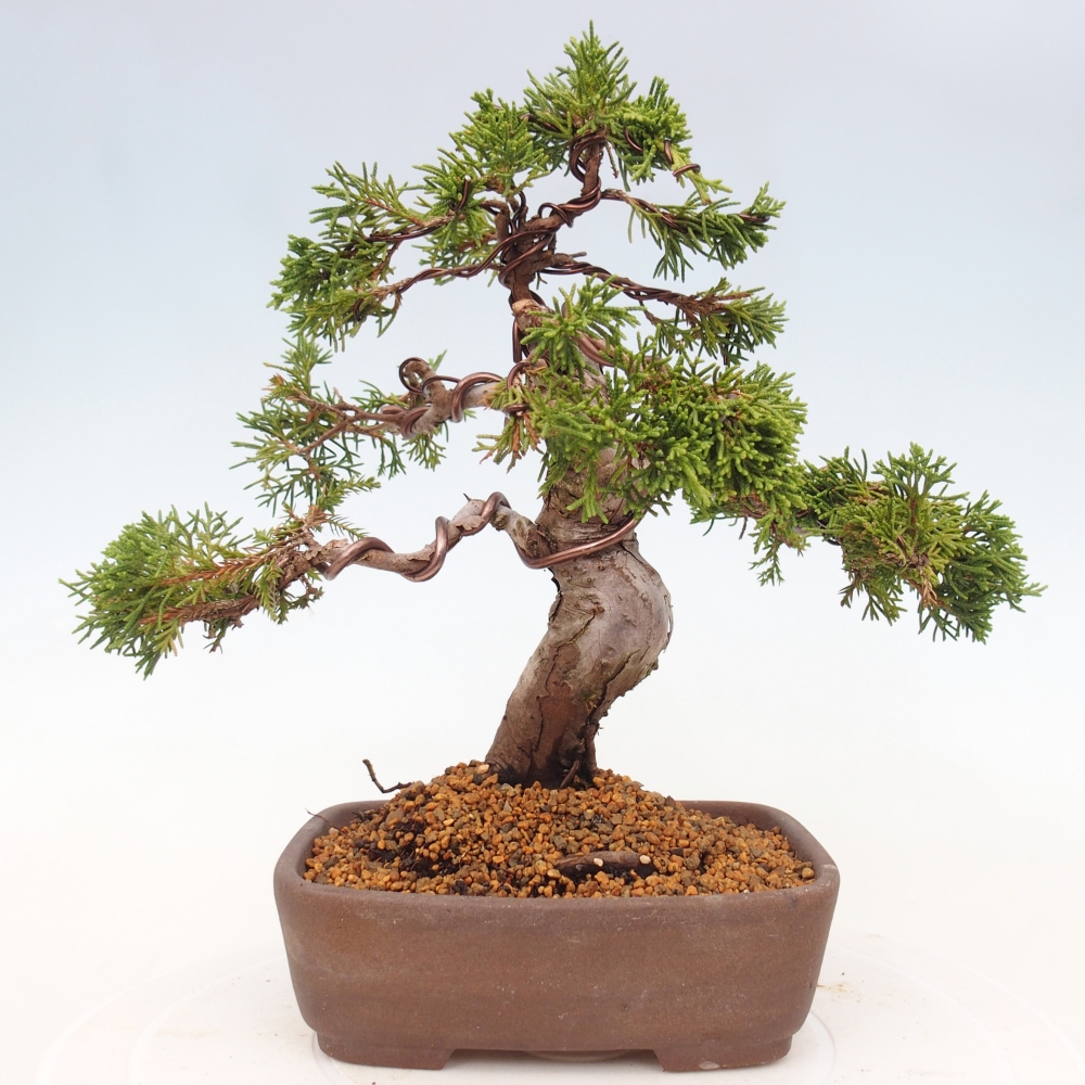 Outdoor bonsai - Juniperus chinensis Itoigawa - Jałowiec chiński