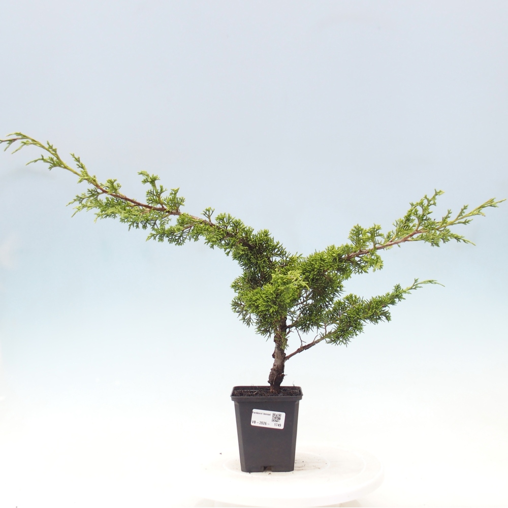 Outdoor bonsai - Juniperus chinensis Itoigawa