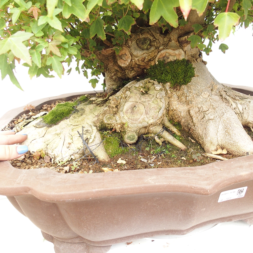 Outdoor bonsai - Maple Buergerianum - Burger Maple