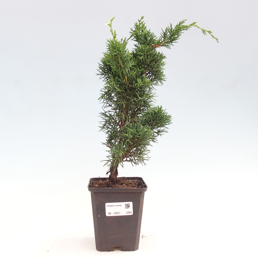 Outdoor bonsai - Juniperus chinensis Kishu - chiński jałowiec