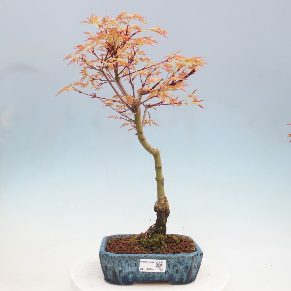 Klon pospolity - Acer palmatum Beni Tsukasa