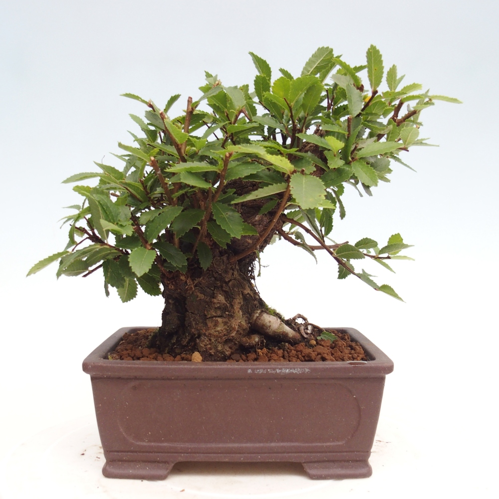 Outdoor bonsai - Zelkova - Zelkova NIRE