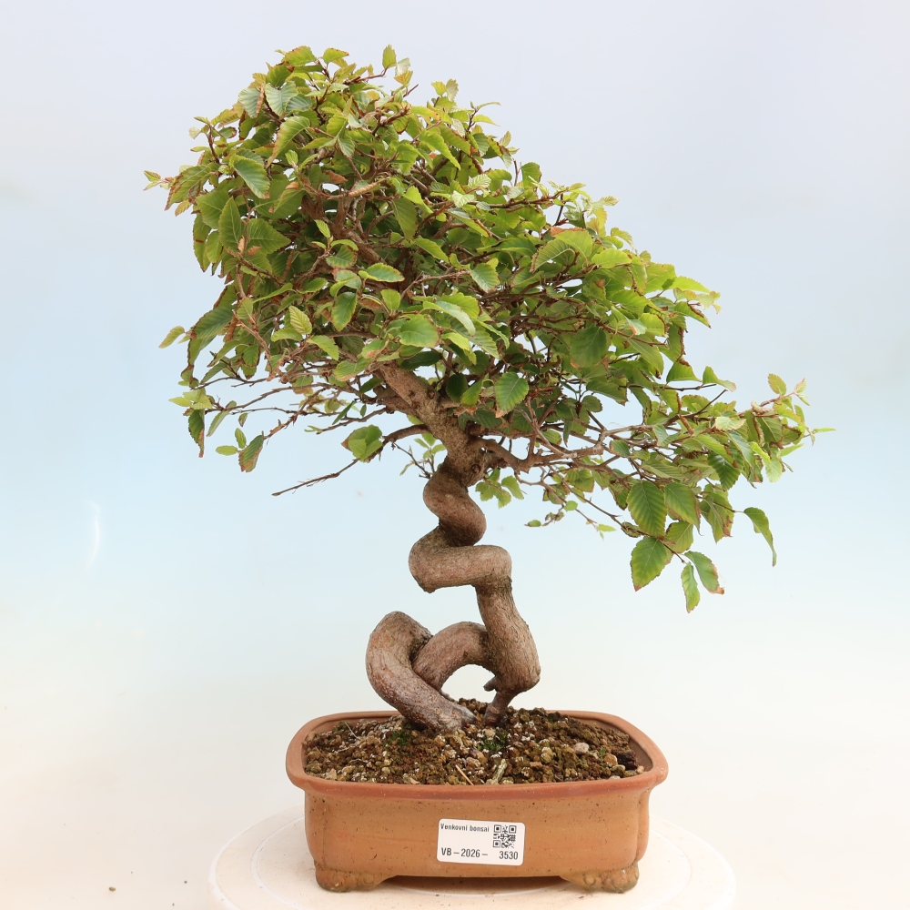 Outdoor bonsai - Carpinus CARPINOIDES - grab koreański