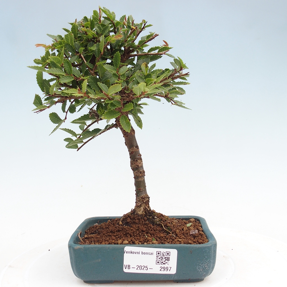 Bonsai zewnętrzne - Ulmus parvifolia Sagei - Wiąz drobnolistny