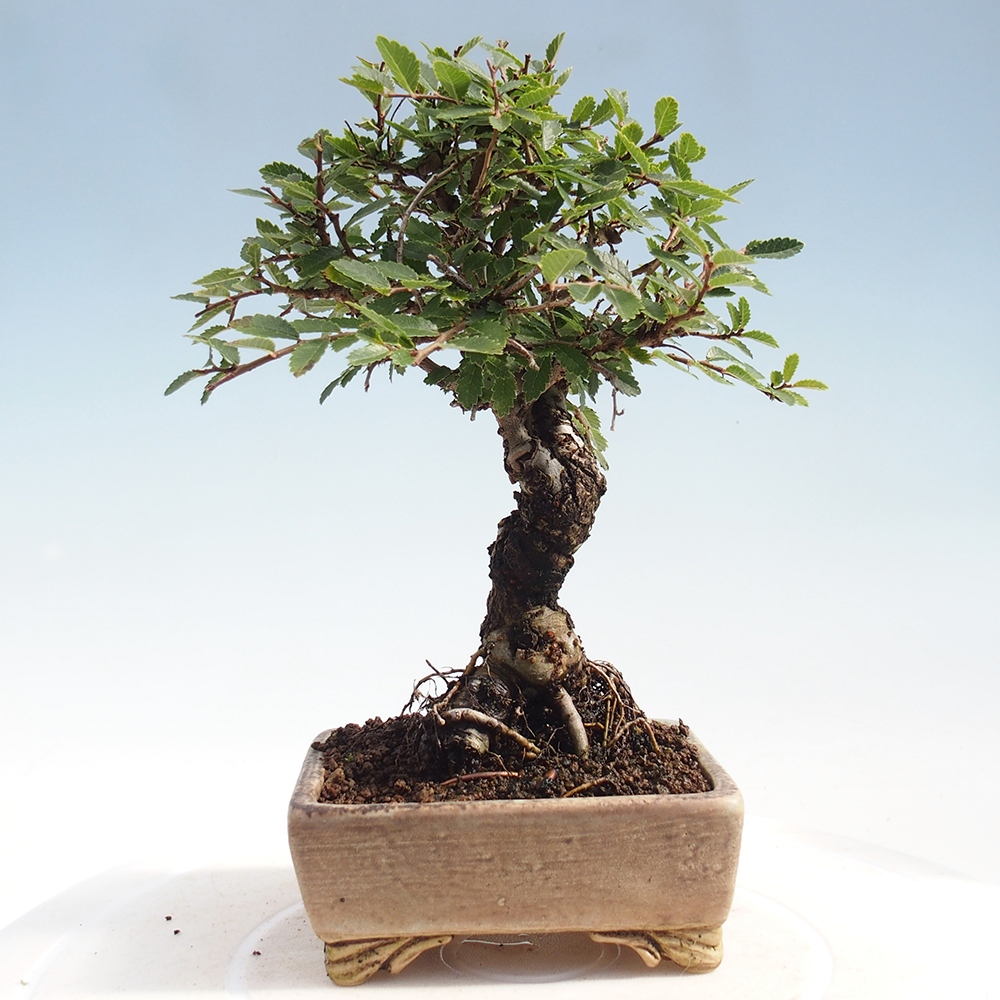 Outdoor bonsai - Zelkova - Zelkova NIRE
