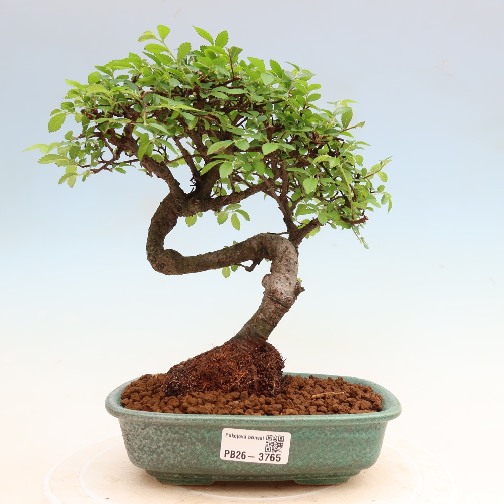 Pokój bonsai - Ulmus parvifolia - Wiąz drobnolistny
