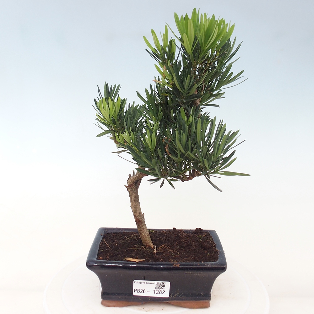 Pokój bonsai - Podocarpus - Kamienny cis
