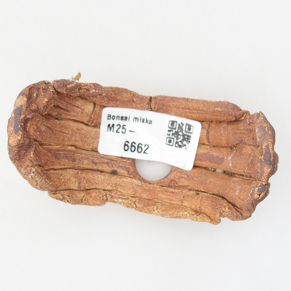 Muszla ceramiczna 9 x 4,5 x 4,5 cm, kolor brązowy