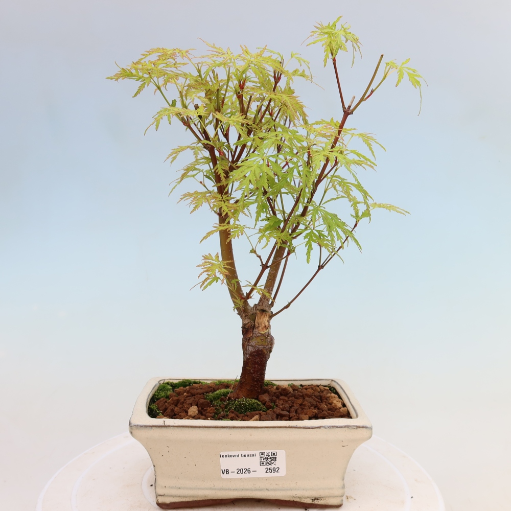 Bonsai ogrodowe – Acer palmatum Dissectum – klon palmowy 