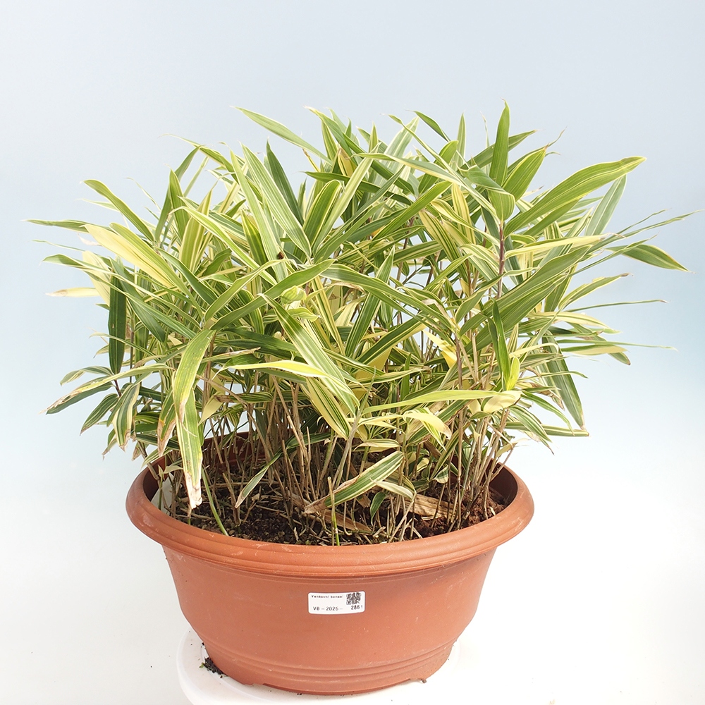 Bonsai zewnętrzne - Sasaella masamuneana Albostriata - Bambus