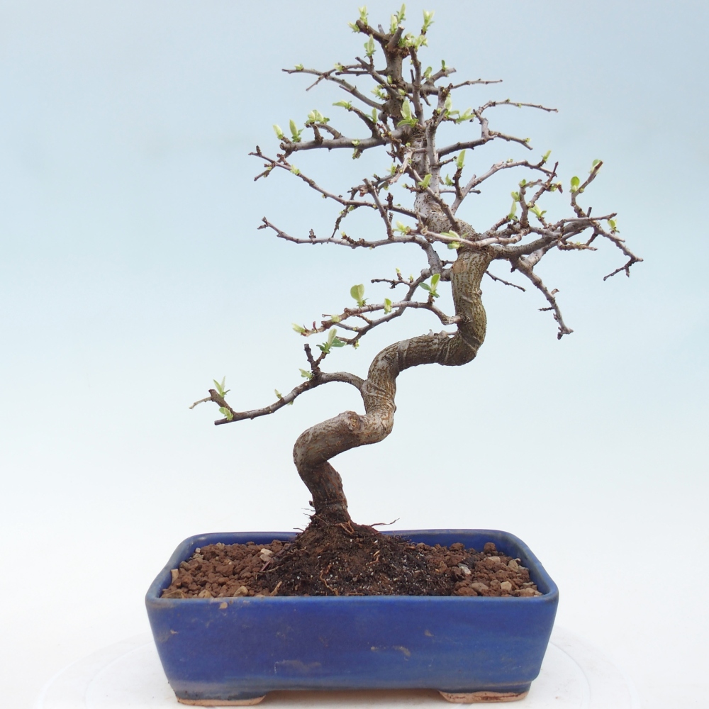 Bonsai zewnętrzne - Chaneomeles chinensis
