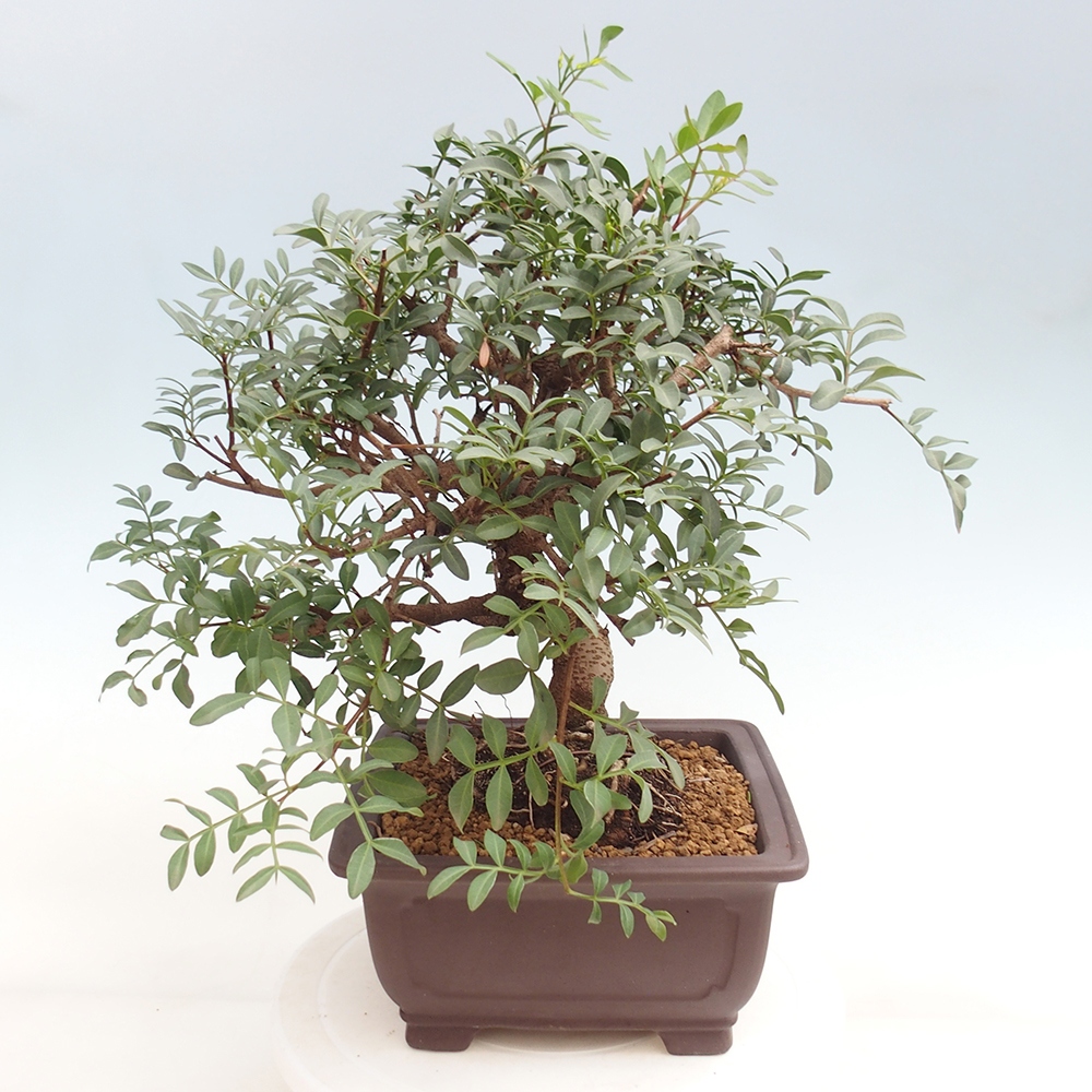 Bonsai pokojowe - Pistacja