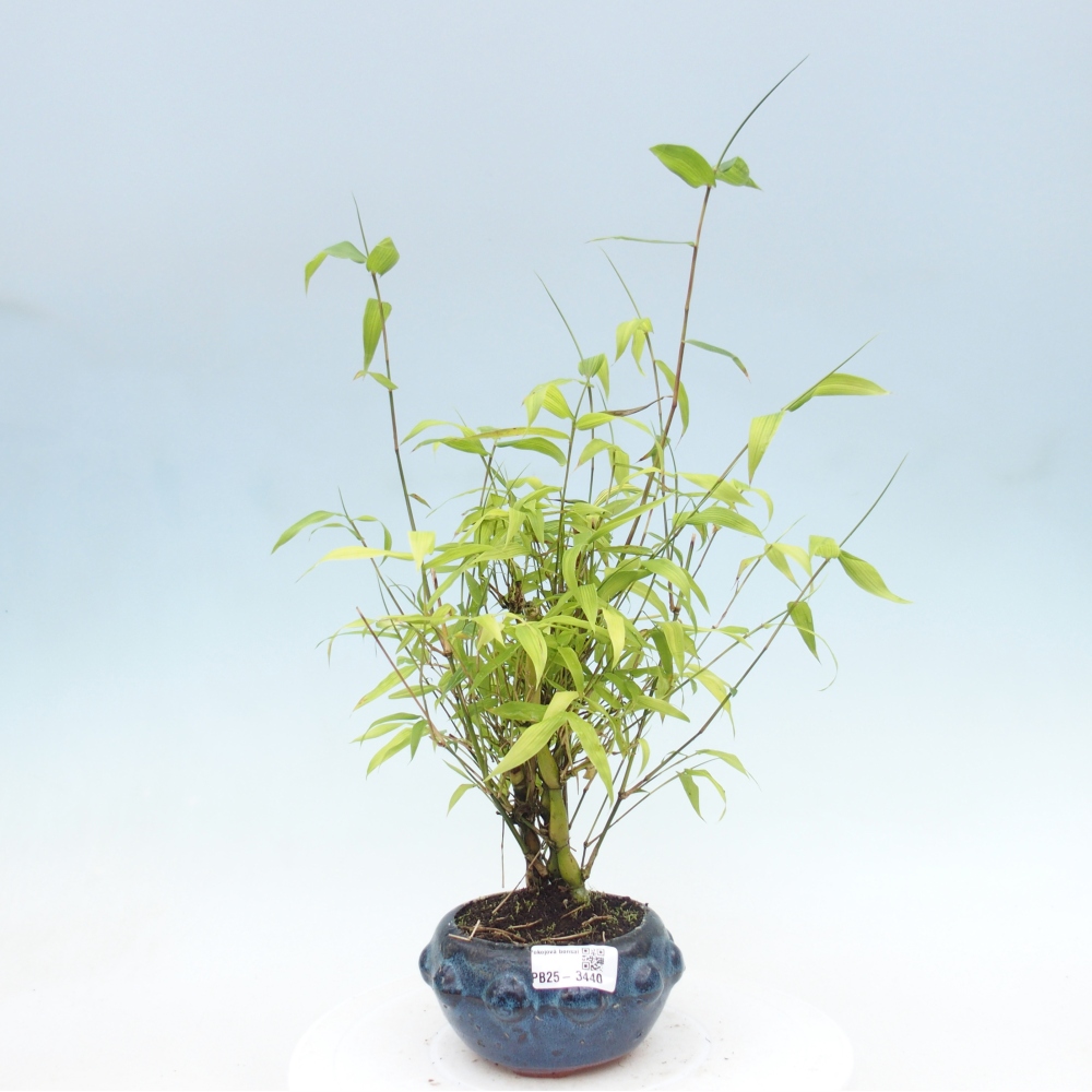 Room bonsai - Bamboo budha - Bamboo budha belly