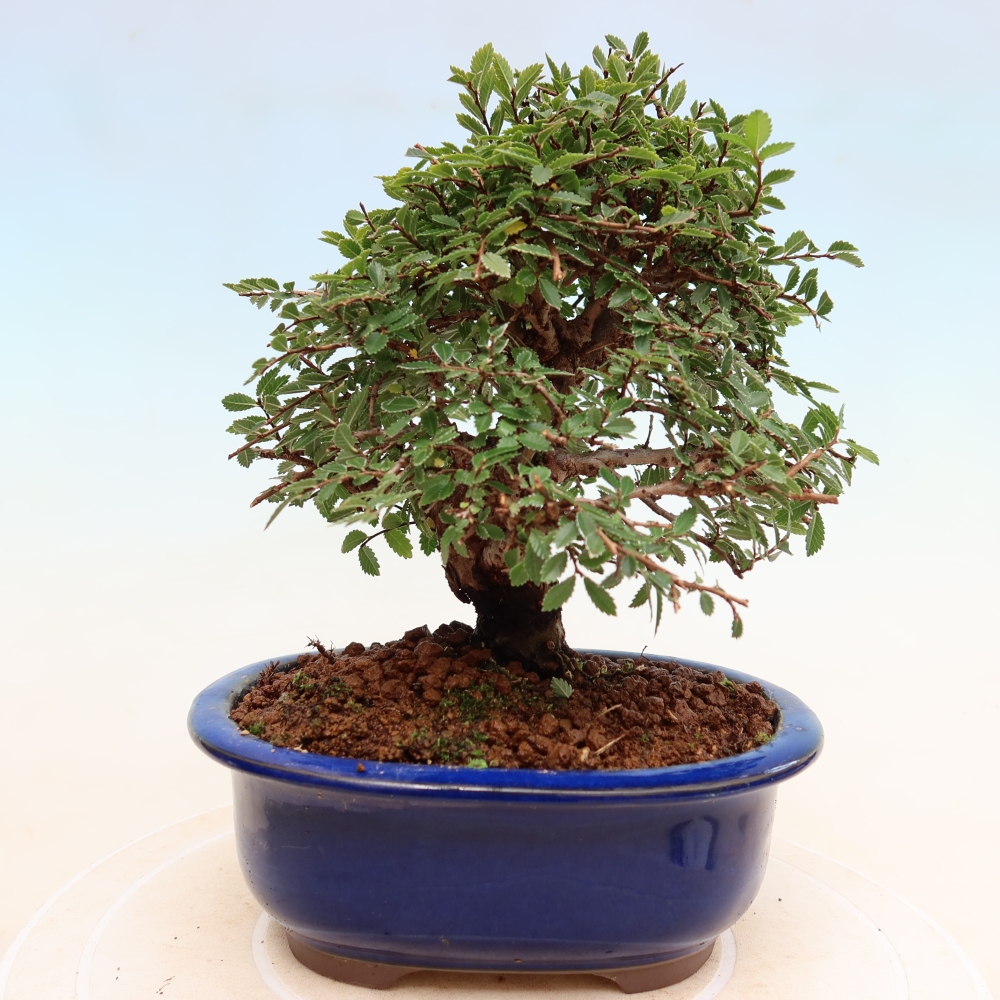 Bonsai zewnętrzne - Zelkova - Zelkova NIRE