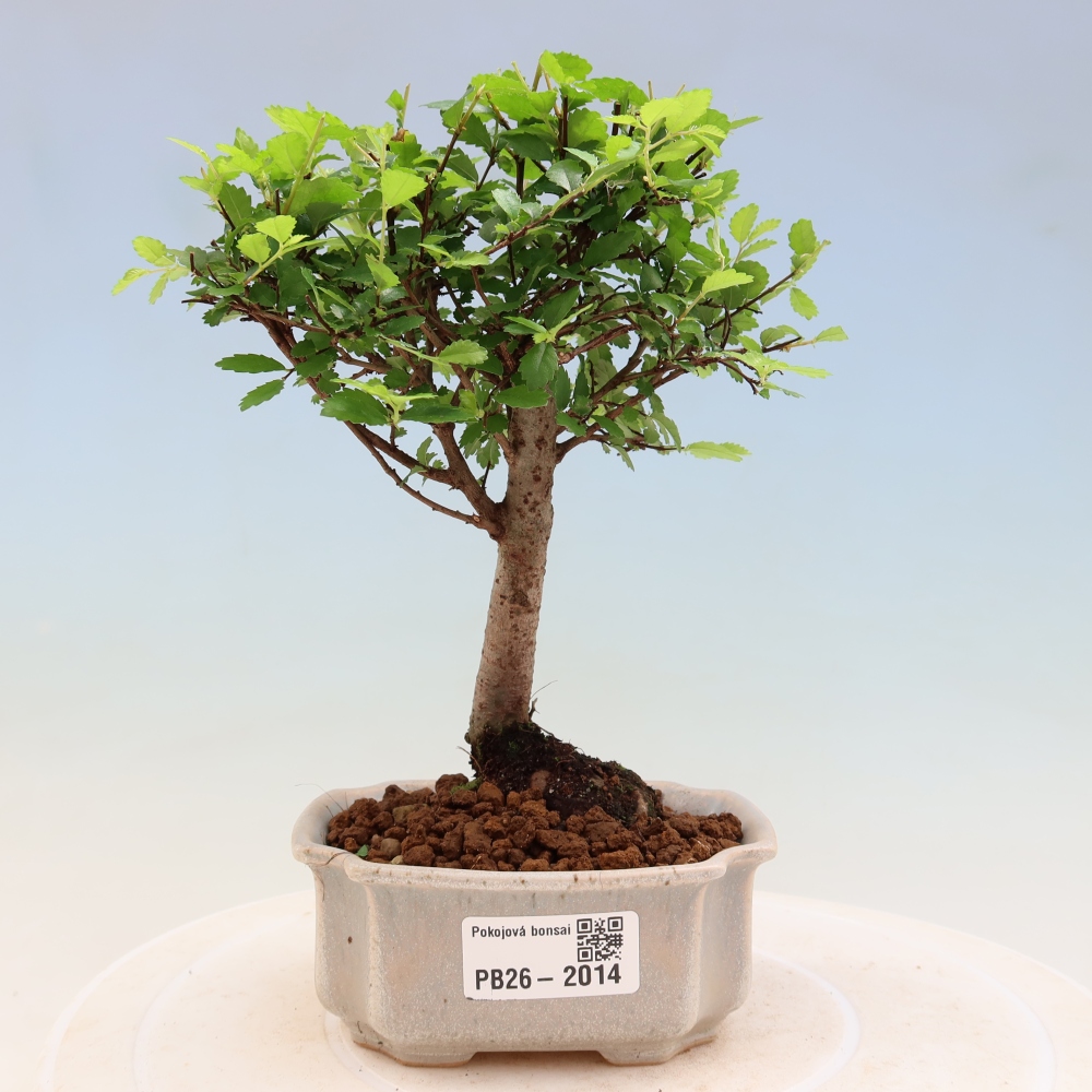 Pokój bonsai - Ulmus parvifolia - Wiąz drobnolistny
