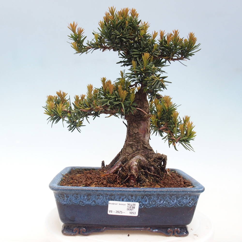 Bonsai na zewnątrz - Taxus cuspidata - cis japoński