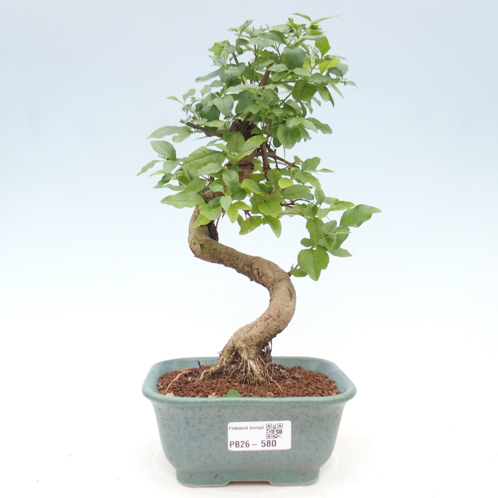 Pokój bonsai - Ligustrum chinensis - Dziób ptaka