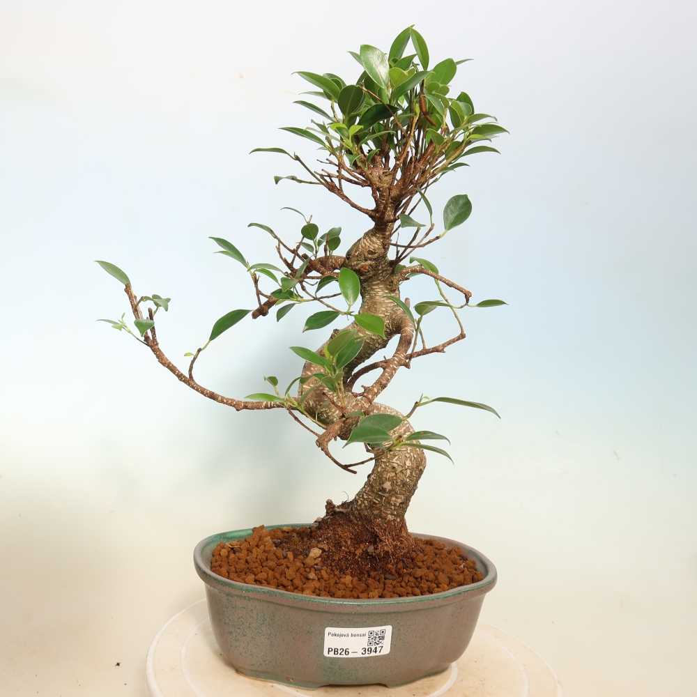 Pokój bonsai - Ficus kimmen - figowiec drobnolistny