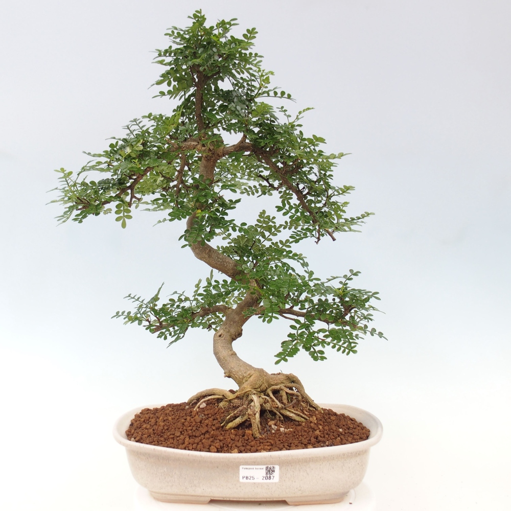 Bonsai do wnętrz - Zantoxylum piperitum - Mięta pieprzowa