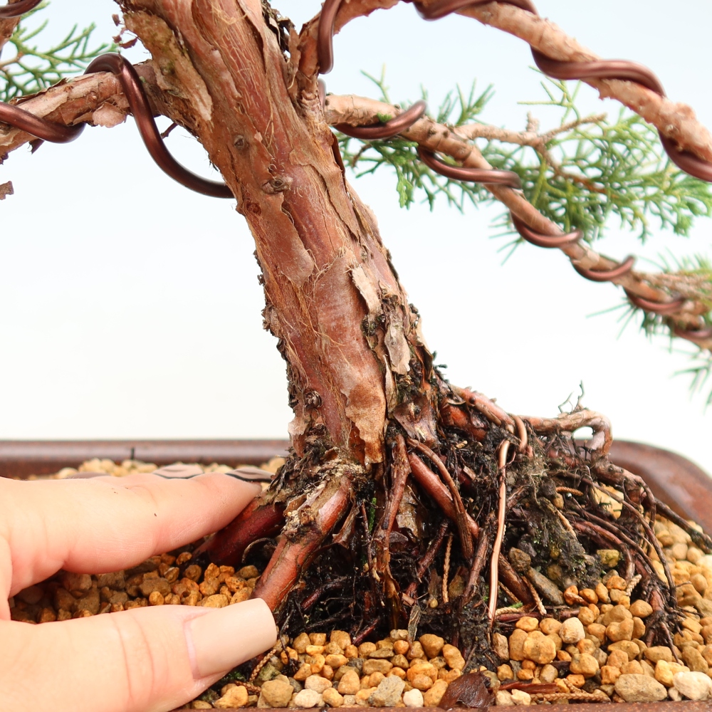 Outdoor bonsai - Juniperus chinensis Kishu