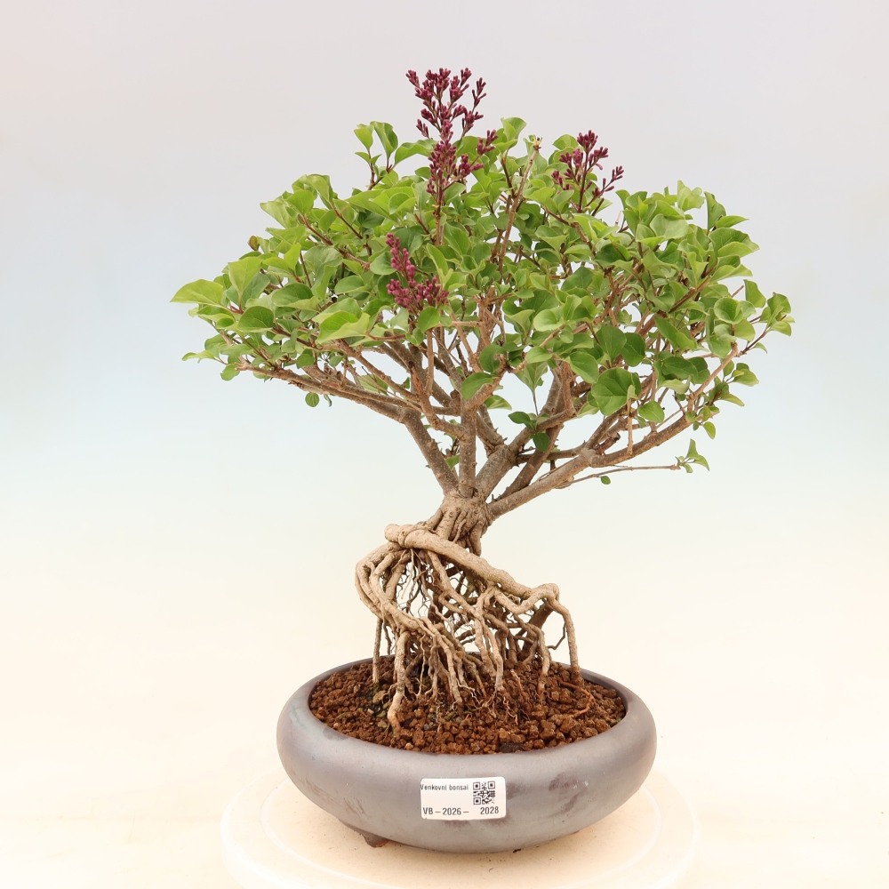 Outdoor bonsai - Syringa microphylla - liliowiec drobnokwiatowy