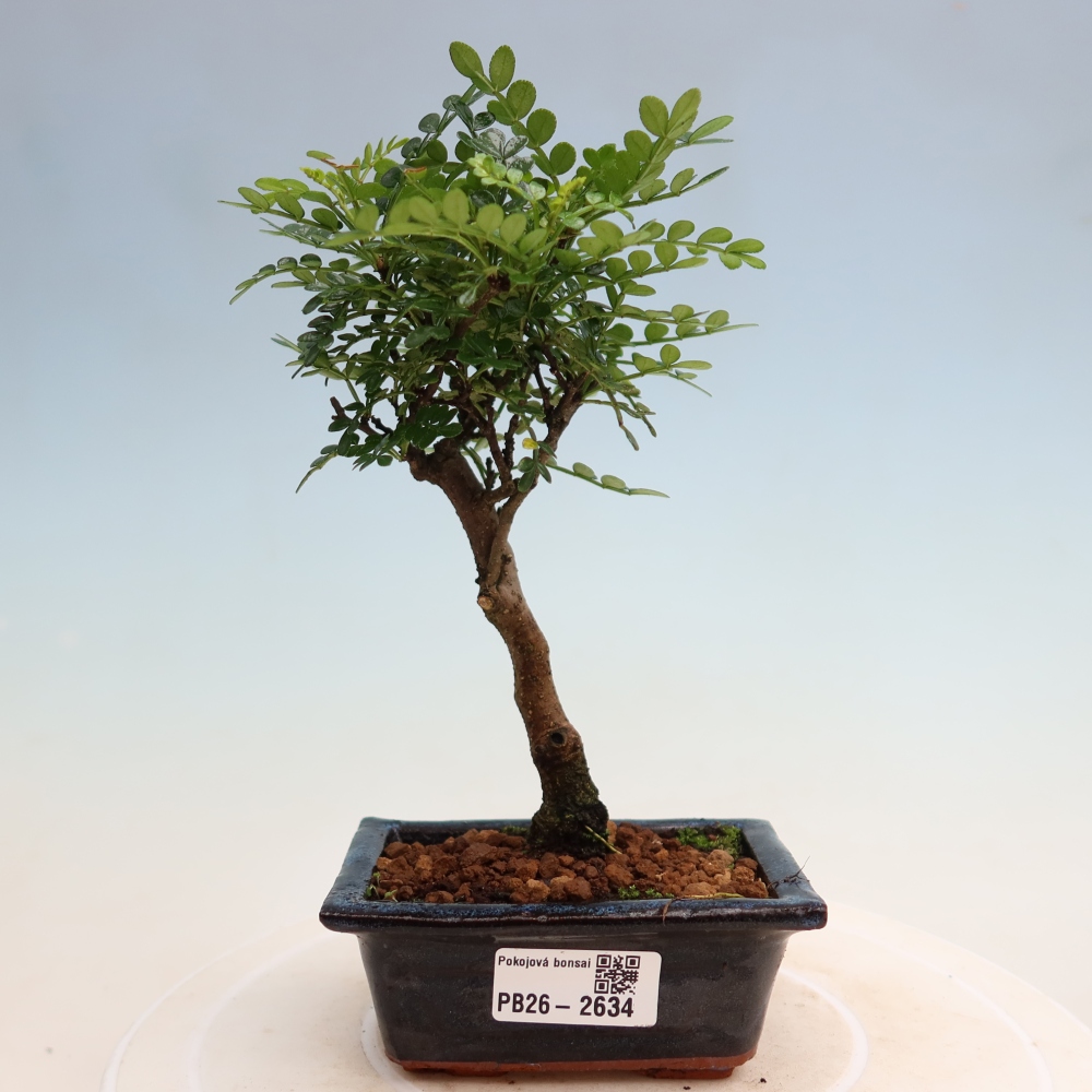 Pokój bonsai - Zantoxylum piperitum - drzewo pieprzowe