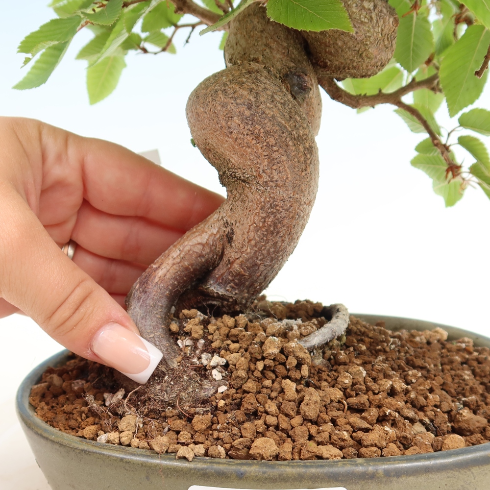 Outdoor bonsai - Carpinus coreana - grab koreański