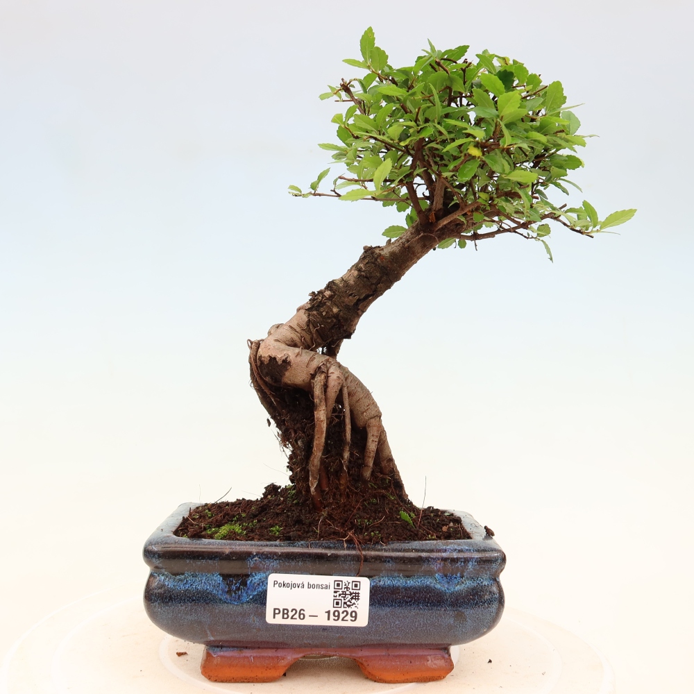 Pokój bonsai - Ulmus parvifolia - Wiąz drobnolistny