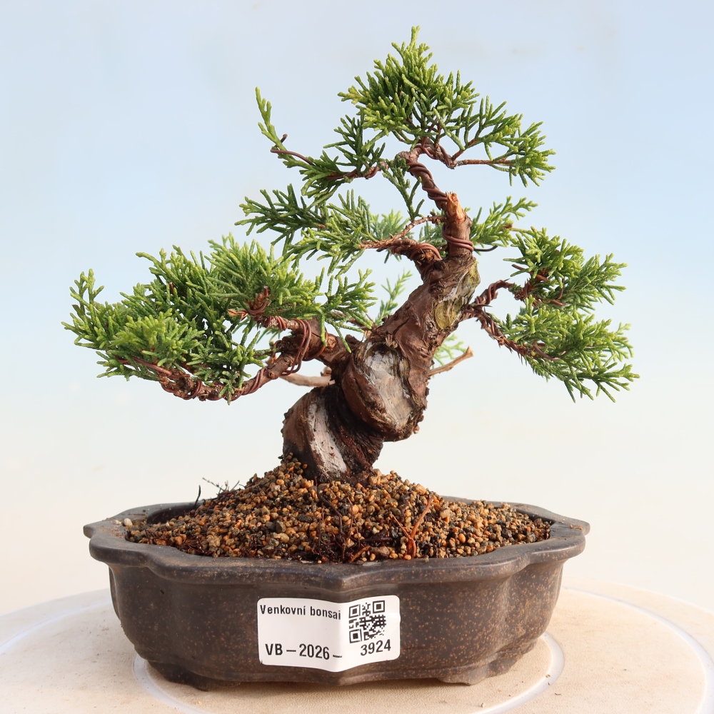 Outdoor bonsai - Juniperus chinensis Itoigawa - Jałowiec chiński
