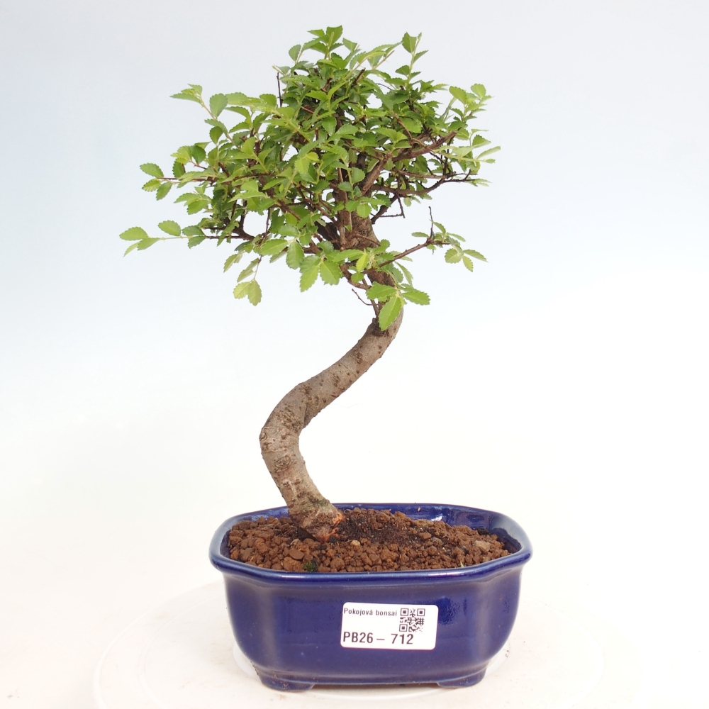 Pokój bonsai - Ulmus parvifolia - Wiąz drobnolistny
