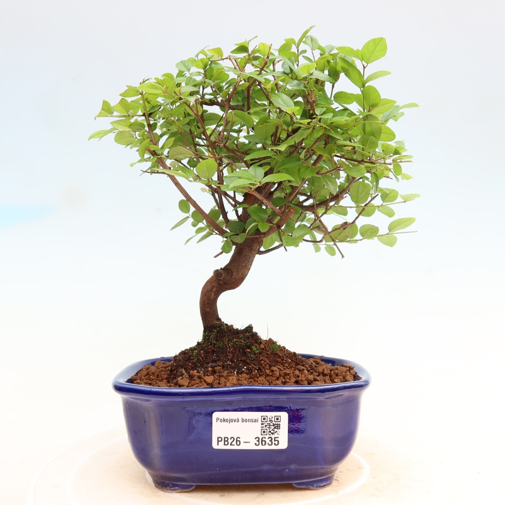 Bonsai pokojowe - Sageretia thea - Sageretia thea