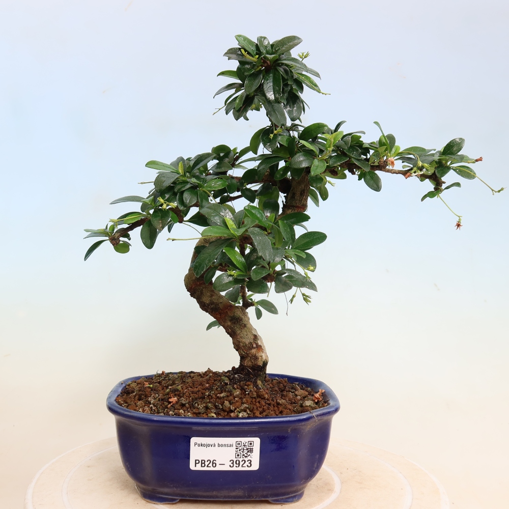 Bonsai pokojowe - Carmona macrophylla - Tea fuki
