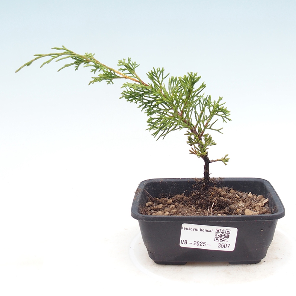 Outdoor bonsai - Juniperus chinensis Itoigawa