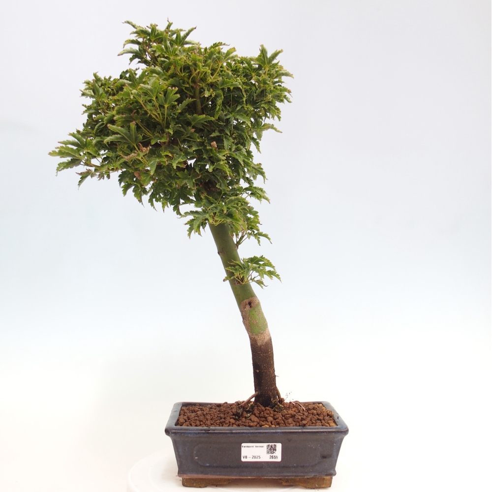 Bonsai zewnętrzne - klon Acer palmatum Shishigashira