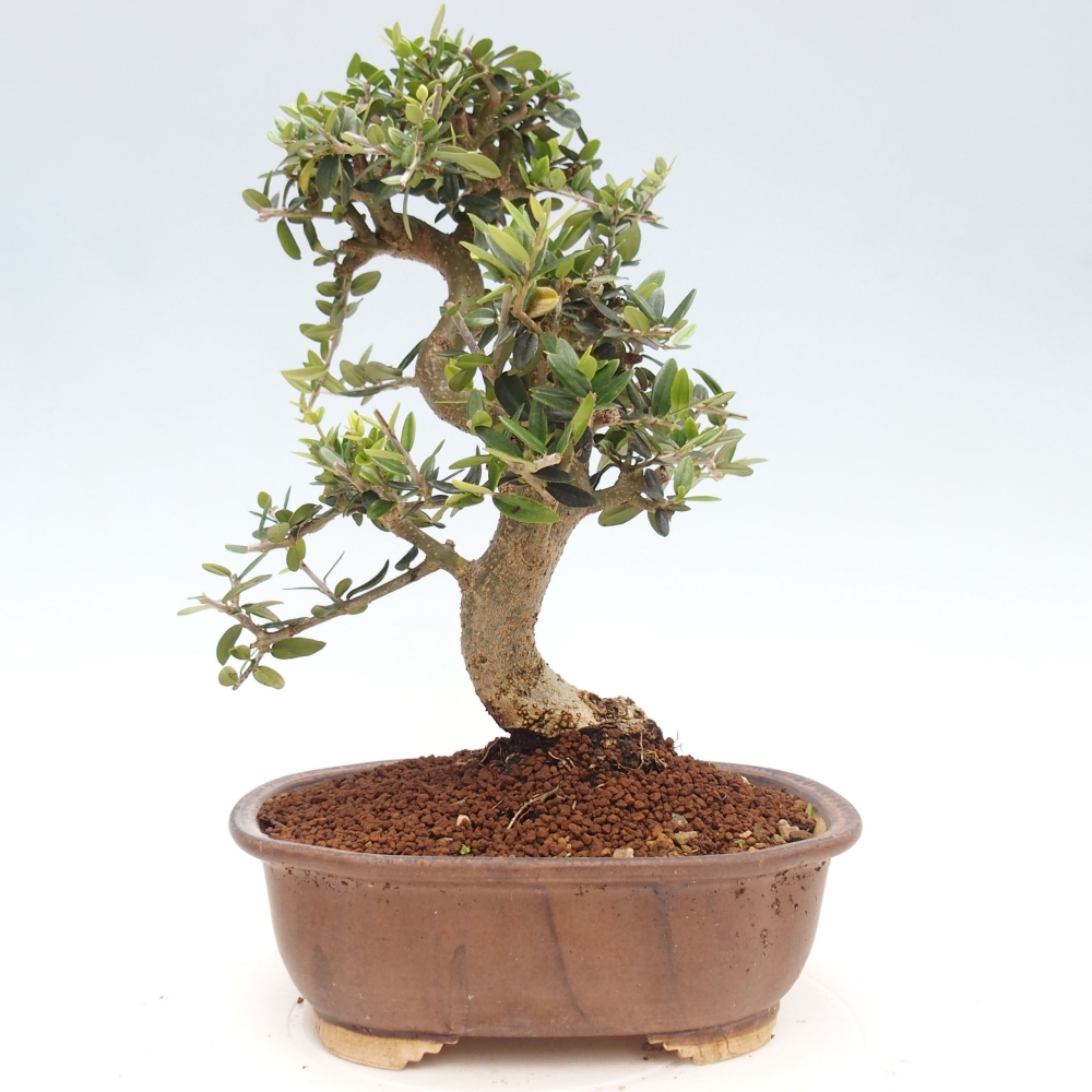 Kryte bonsai - Olea europaea sylvestris - Europejska oliwa z małych liści