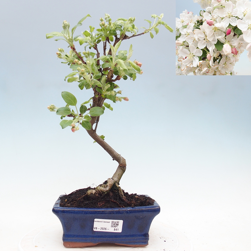 Outdoor bonsai - Malus halliana - Jabłoń drobnoowocowa