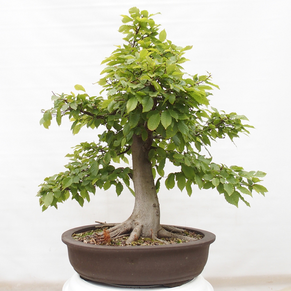Bonsai zewnętrzne - Grab - Carpinus betulus