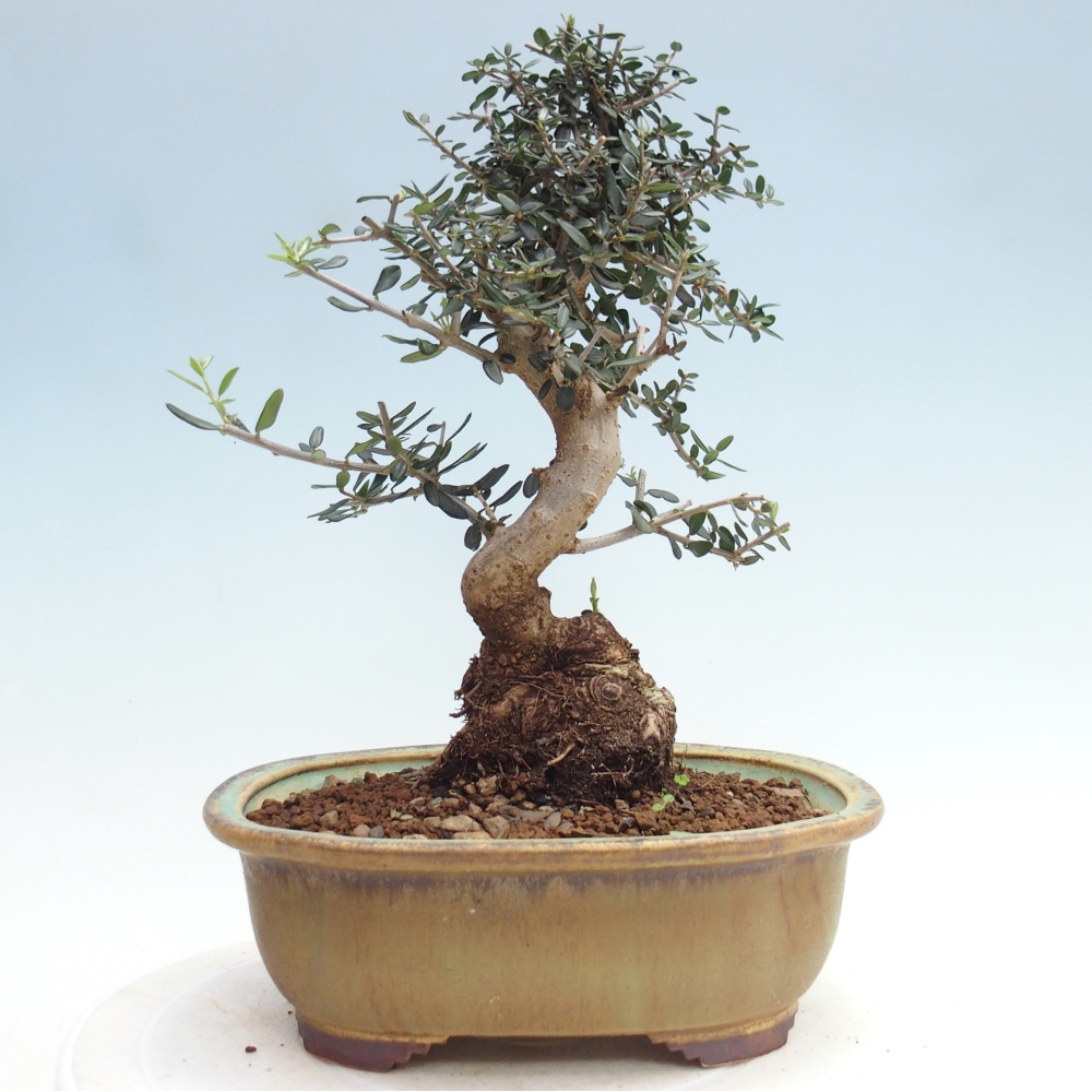 Bonsai do wnętrz - Olea europaea sylvestris