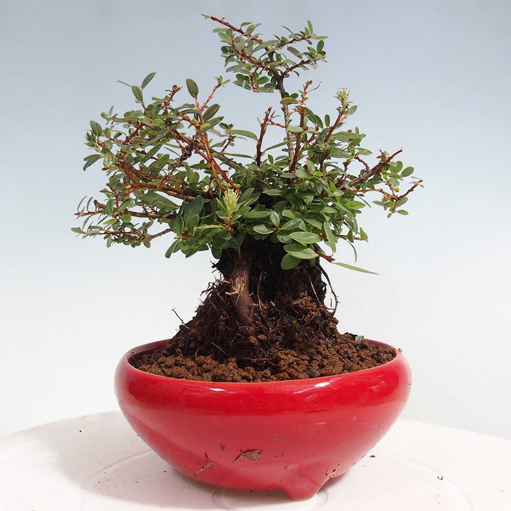 Outdoor bonsai - Salix - Wierzba