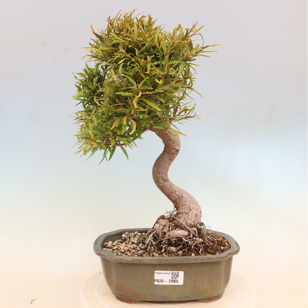 Pokój bonsai - Ficus nerifolia - figowiec drobnolistny