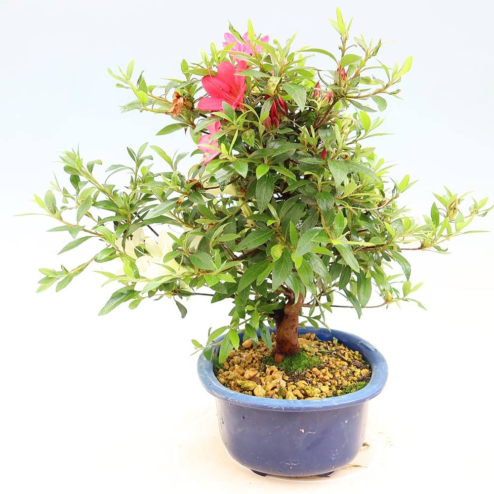 Bonsai zewnętrzne - Azalia japońska - Azalia Suigootome
