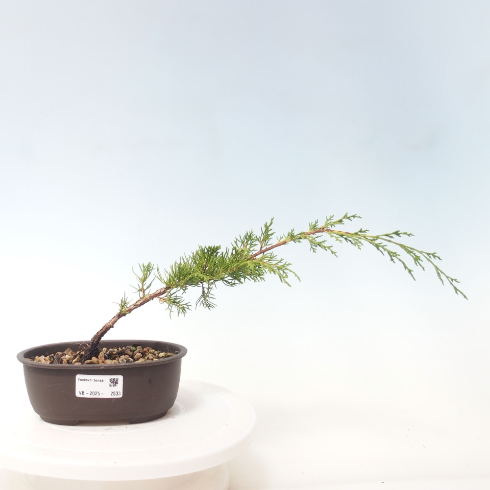 Outdoor bonsai - Juniperus chinensis Itoigawa - Jałowiec chiński