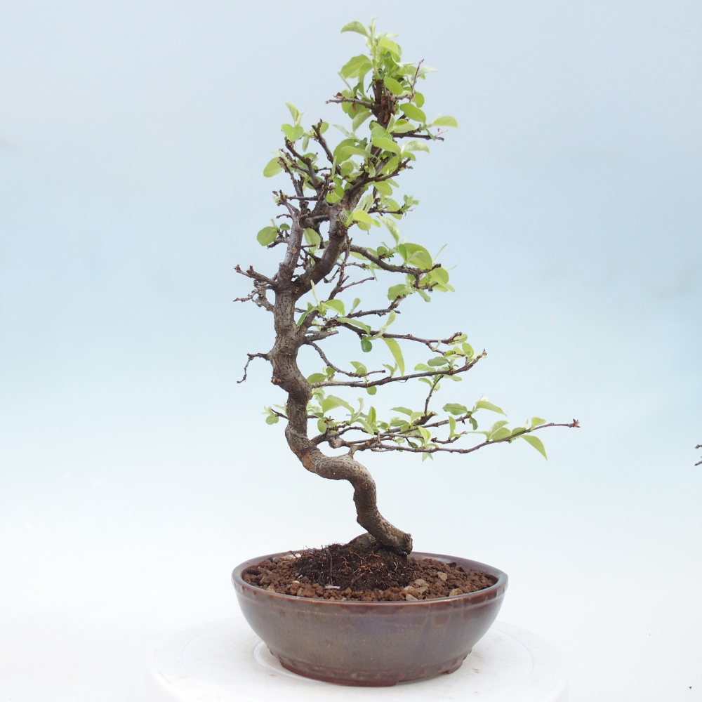 Bonsai zewnętrzne - Chaneomeles chinensis