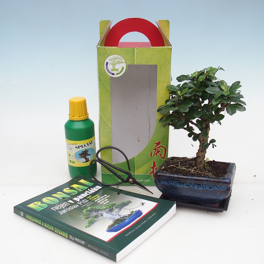 Bonsai pokojowe w pudełku upominkowym Carmona microphylla - Tea fuki