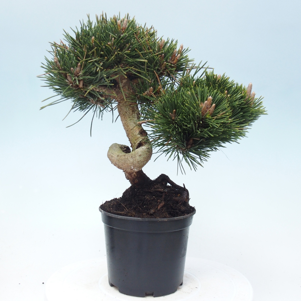 Outdoor bonsai - Pinus thunbergii senjyumaru - Sosna Thunberga