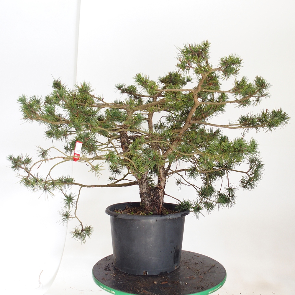 Yamadori - Pinus sylvestris Hiszpania