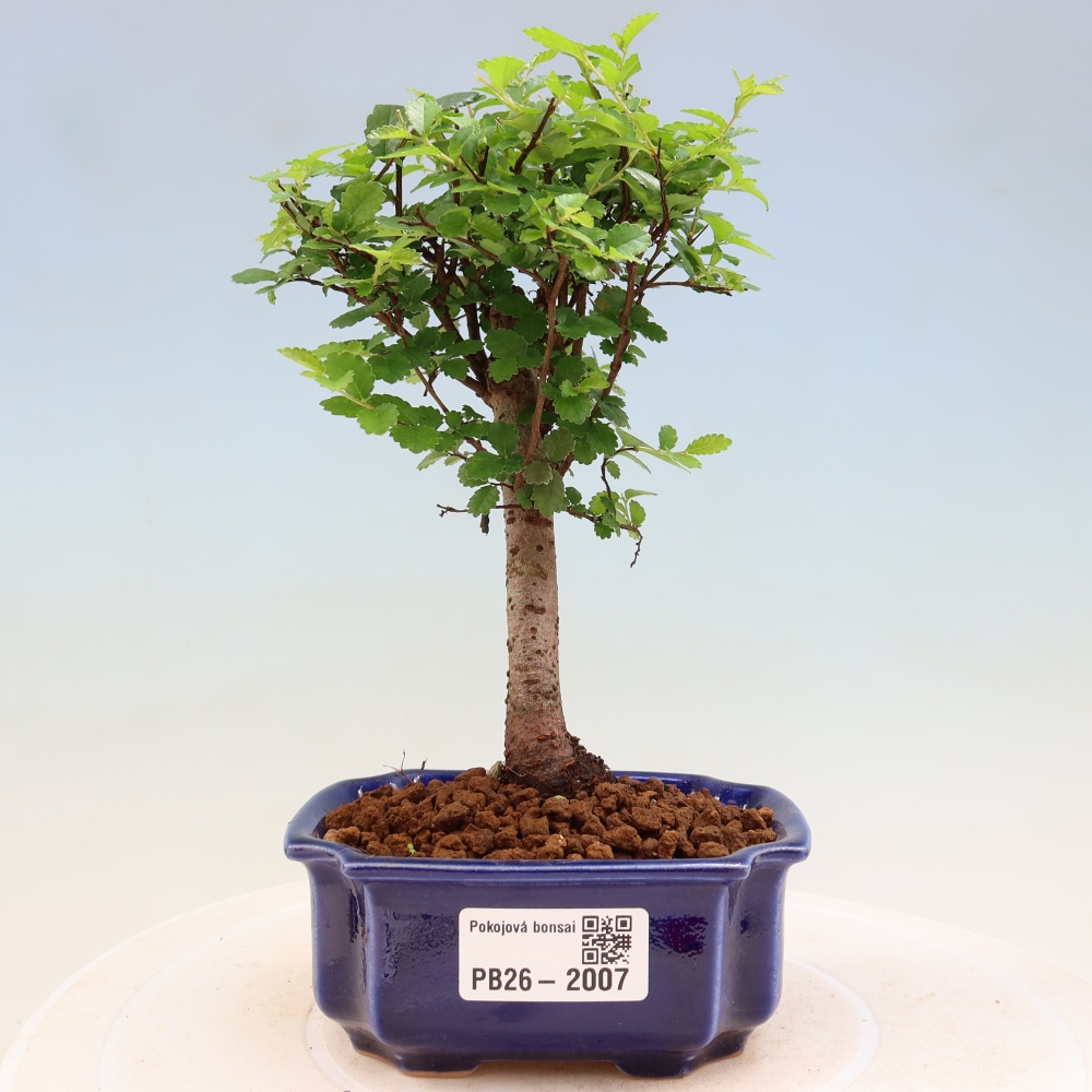 Pokój bonsai - Ulmus parvifolia - Wiąz drobnolistny