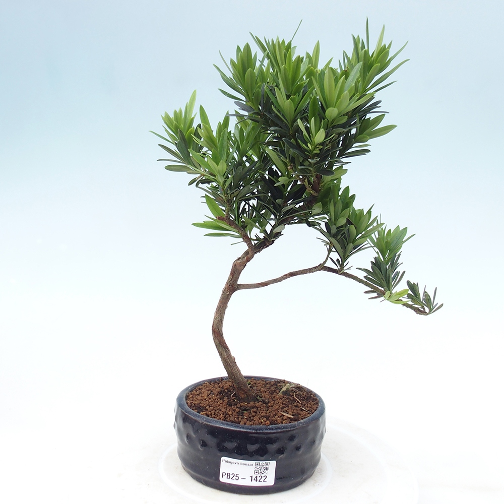 Kryty bonsai - Podocarpus - Kamień tys