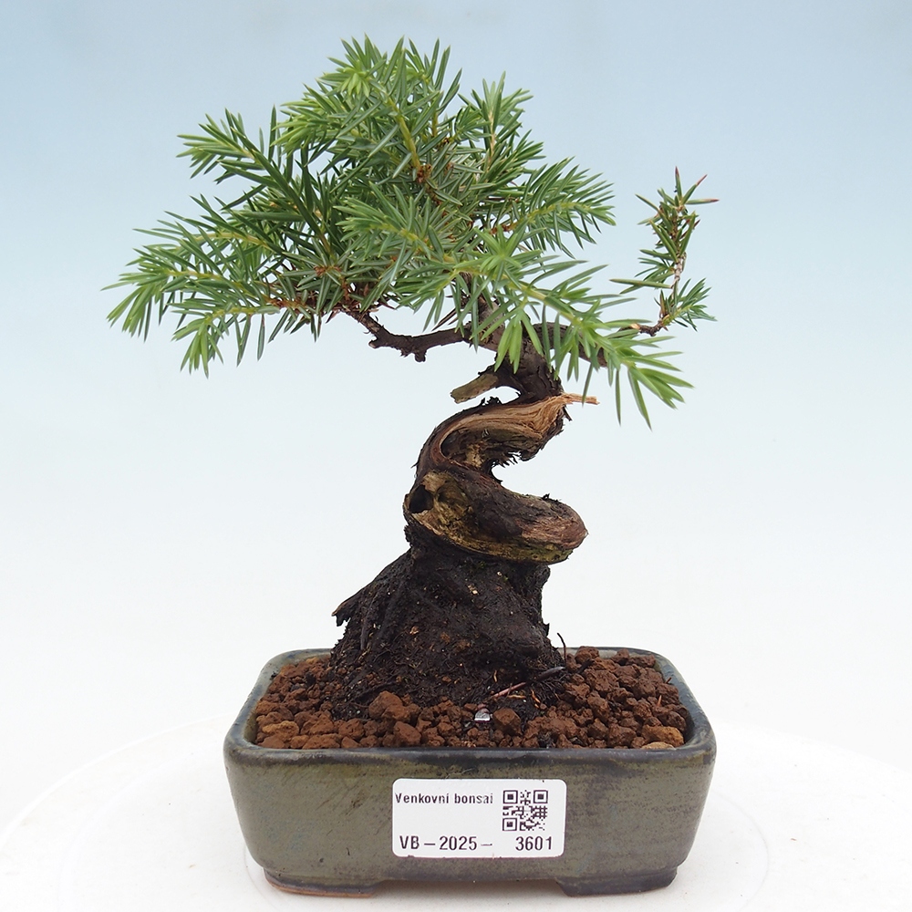 Outdoor bonsai - Juniper rigida - Juniperus rigida